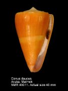Conus daucus